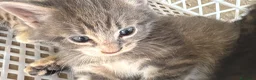 Meticcio gatti in vendita: Gattino - Annuncio 13