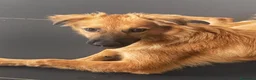Meticcio cani in regalo: BERGAMOTTO 🩷 UN CIUFFO DI PELO E TANTA VITA a Provincia di Pesaro e Urbino - Annuncio 5