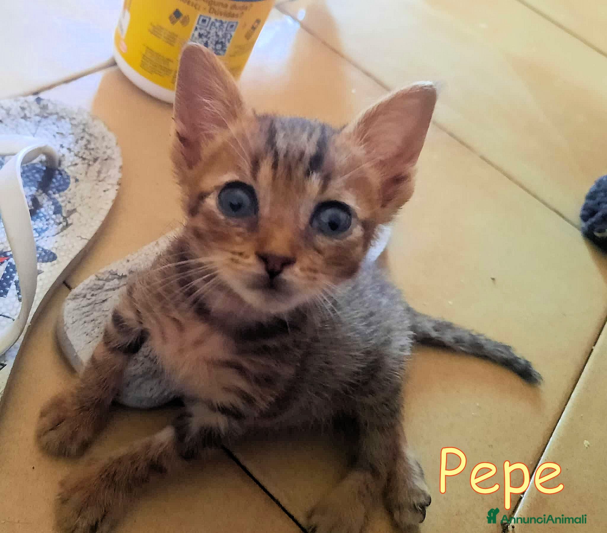 Europeo gatti  PEPE DOLCISSIMO GATTINO DI DUE MESI - Annuncio 1