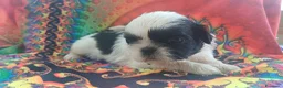 Shih Tzu cani in vendita: Cuccioli shih-tzu shitzu shihtzu con pedigree  - Annuncio 6