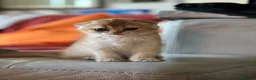 Scottish gatti in vendita: Cucciola di Scottish Fold colore biscotto chiaro - Annuncio 4
