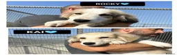 Meticcio cani in regalo: ROCKY E KAI - Annuncio 1