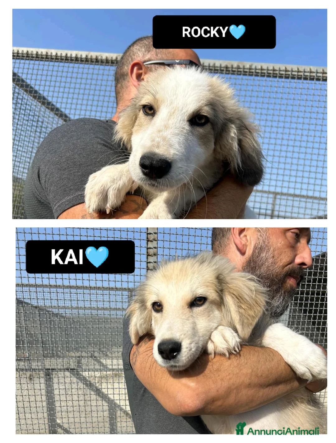Meticcio cani in regalo: ROCKY E KAI - Annuncio 1
