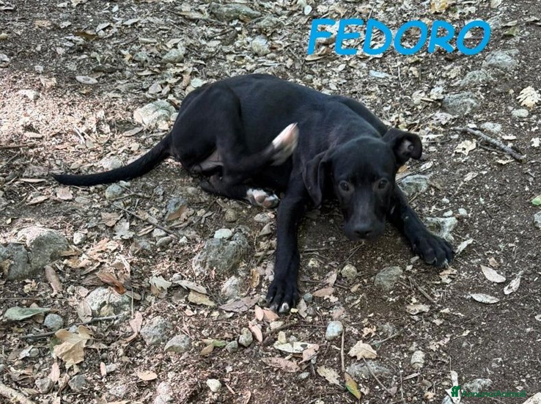 Meticcio cani in regalo: FEDORO e CAMELIA adorabili cuccioli a Provincia di Lucca - Immagine 3