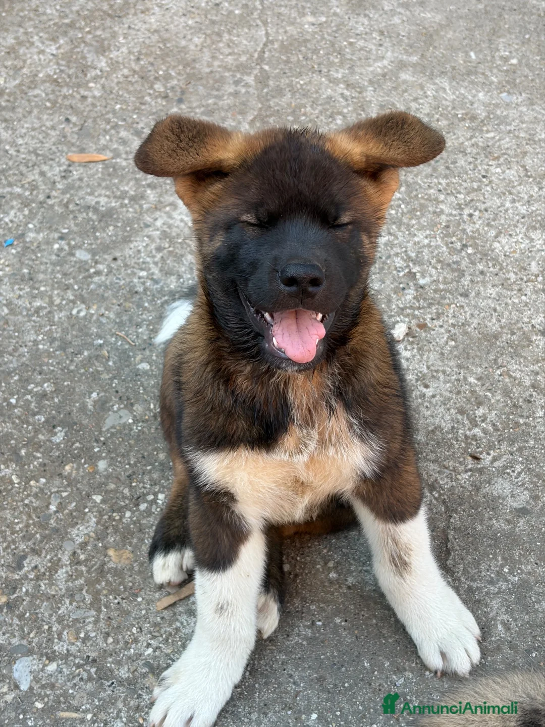 Akita Americano cani in vendita: Cucciolo Akita Americano Maschio cerca famiglia a Provincia di Piacenza - Annuncio 3