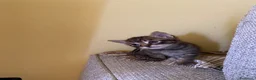 Meticcio gatti in regalo: Cucciolata gatto europeo meticcio - Annuncio 4