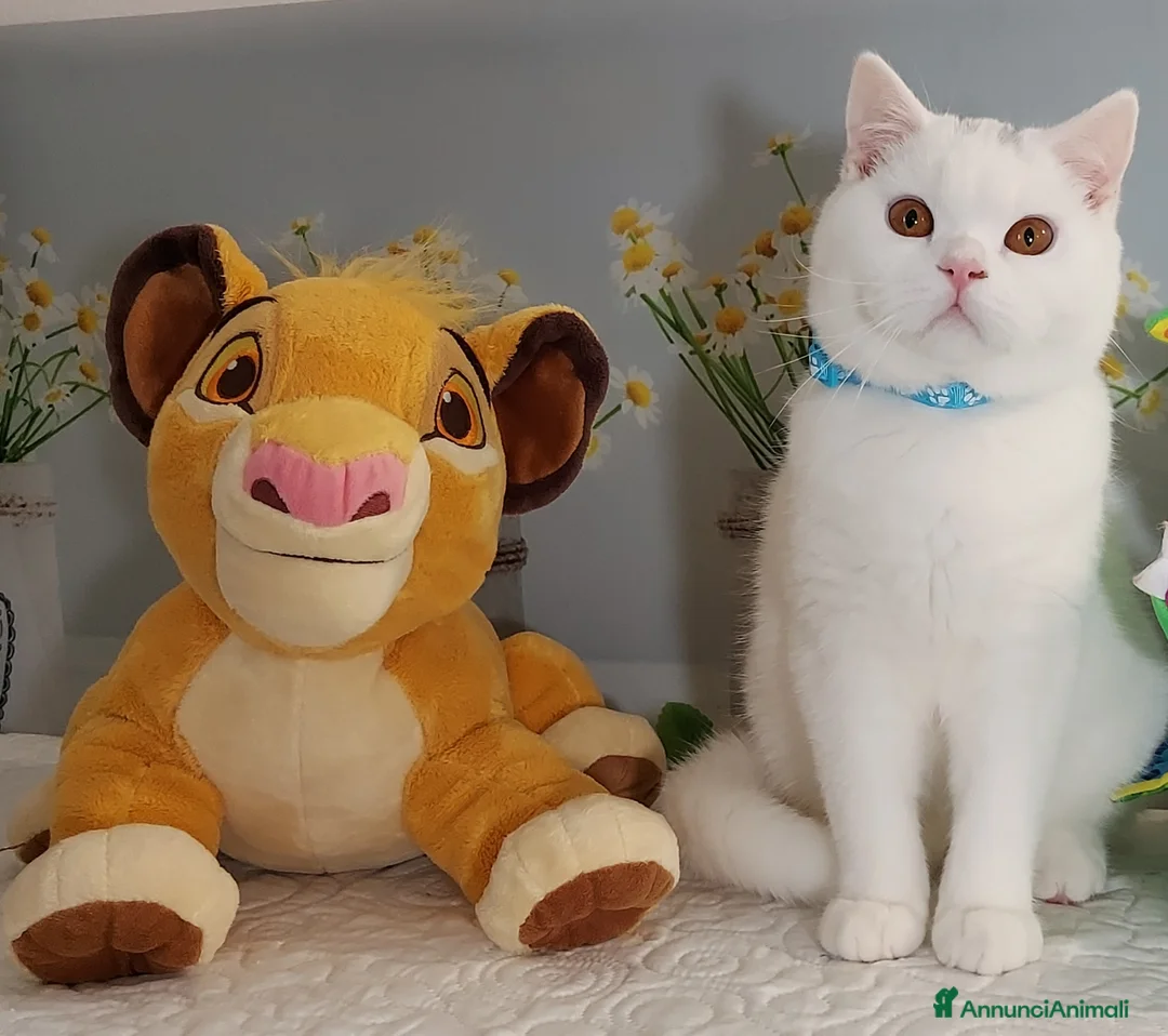 British gatti in vendita: British Shorthair Memo  - Annuncio 2