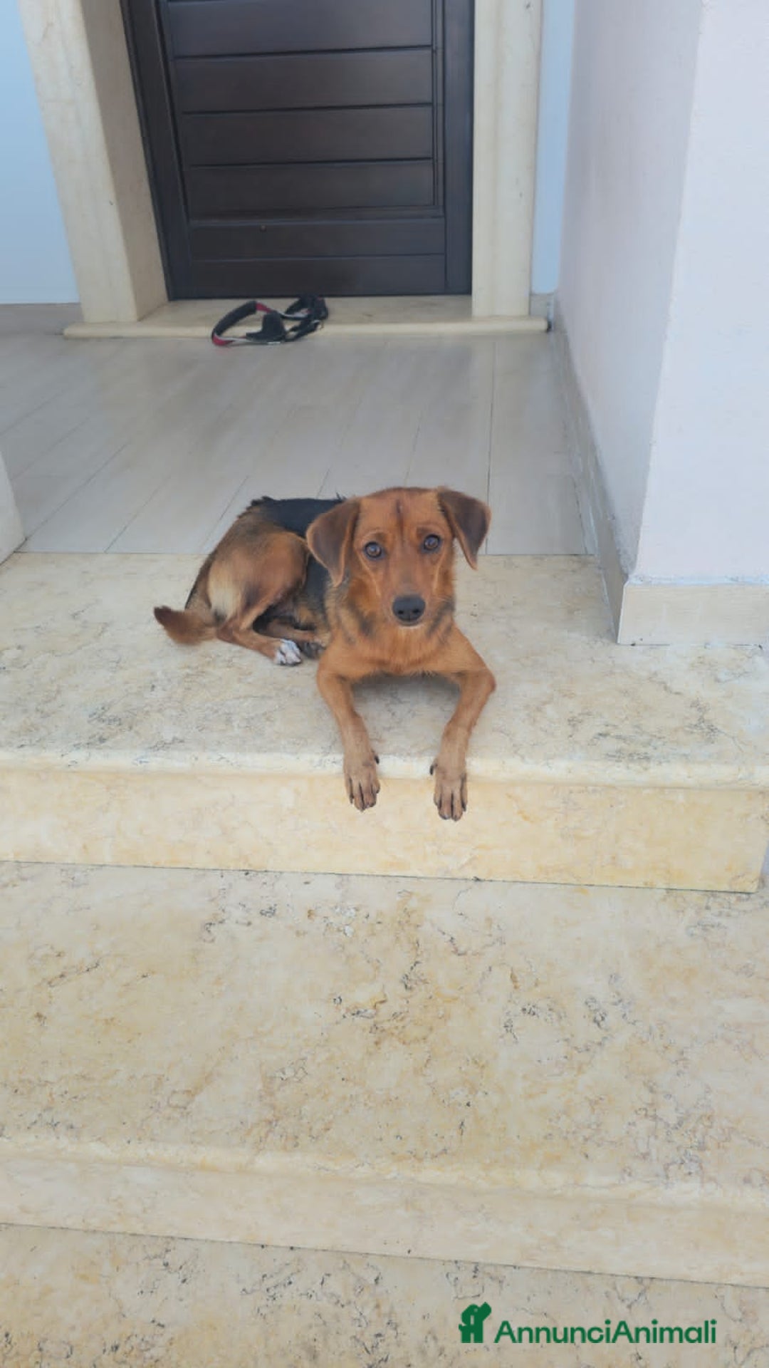 Altre razze cani in regalo: terry  - Annuncio 3