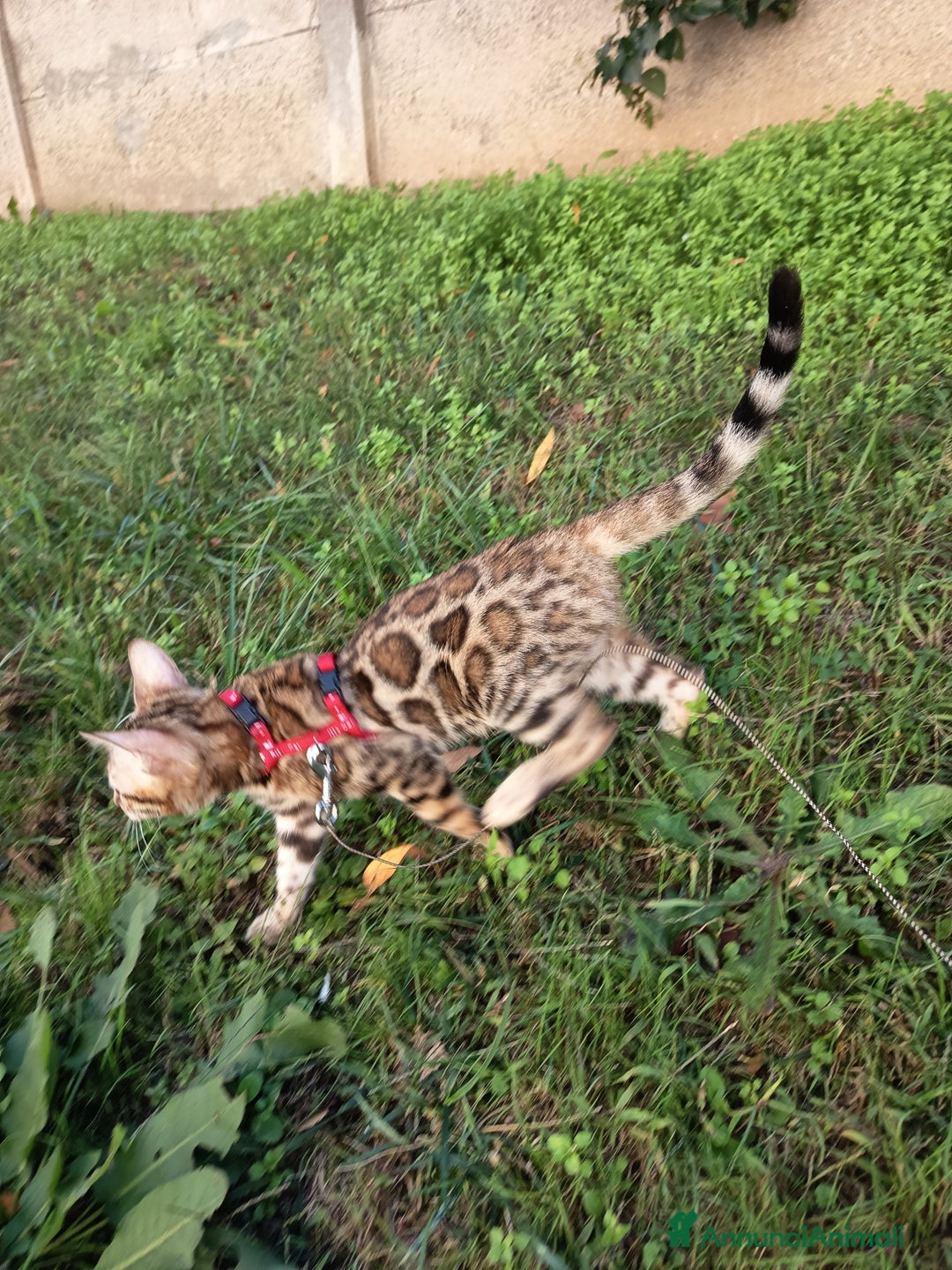 Bengala gatti in vendita: Meravigliosa bengalina  - Annuncio 2