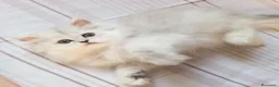 Persiano gatti in vendita: Cuccioli persiani Chinchillà  - Annuncio 2