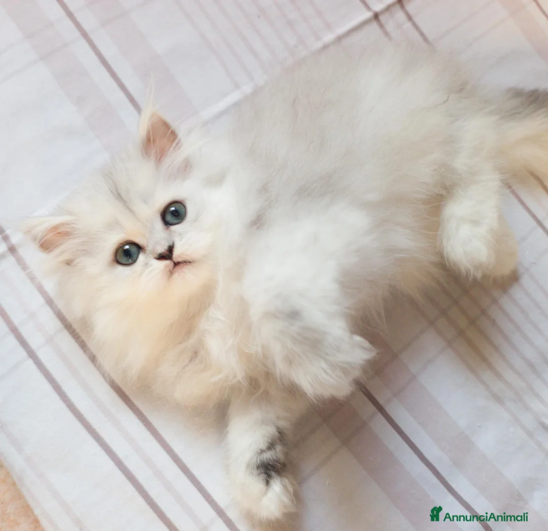 Persiano gatti in vendita: Cuccioli persiani Chinchillà  - Annuncio 2