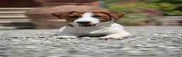 Jack Russell cani in vendita: Cuccioli Jack Russell  - Annuncio 6
