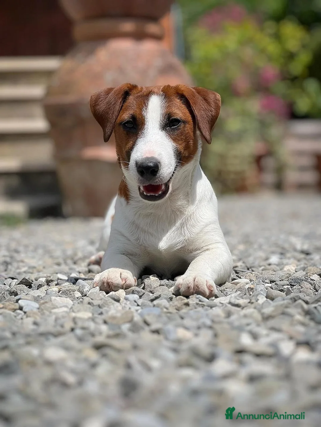 Jack Russell cani in vendita: Cuccioli Jack Russell  - Annuncio 6