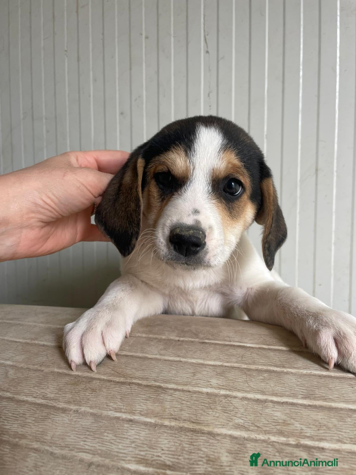 Meticcio cani IL TENERO ORIONE - Annuncio 5
