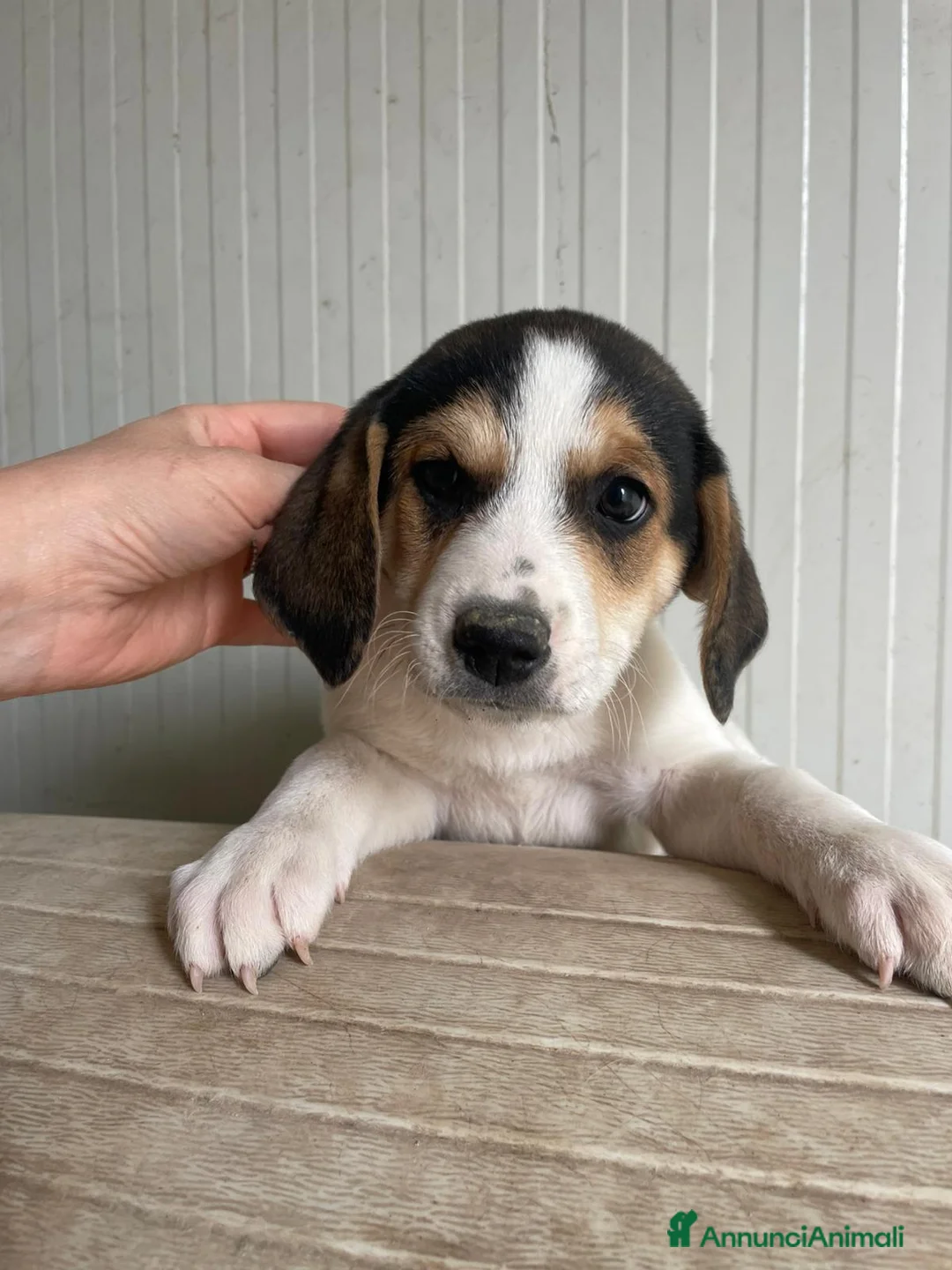 Meticcio cani in regalo: IL TENERO ORIONE - Annuncio 1