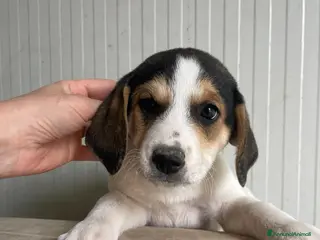 Meticcio cani IL TENERO ORIONE - Annuncio 5