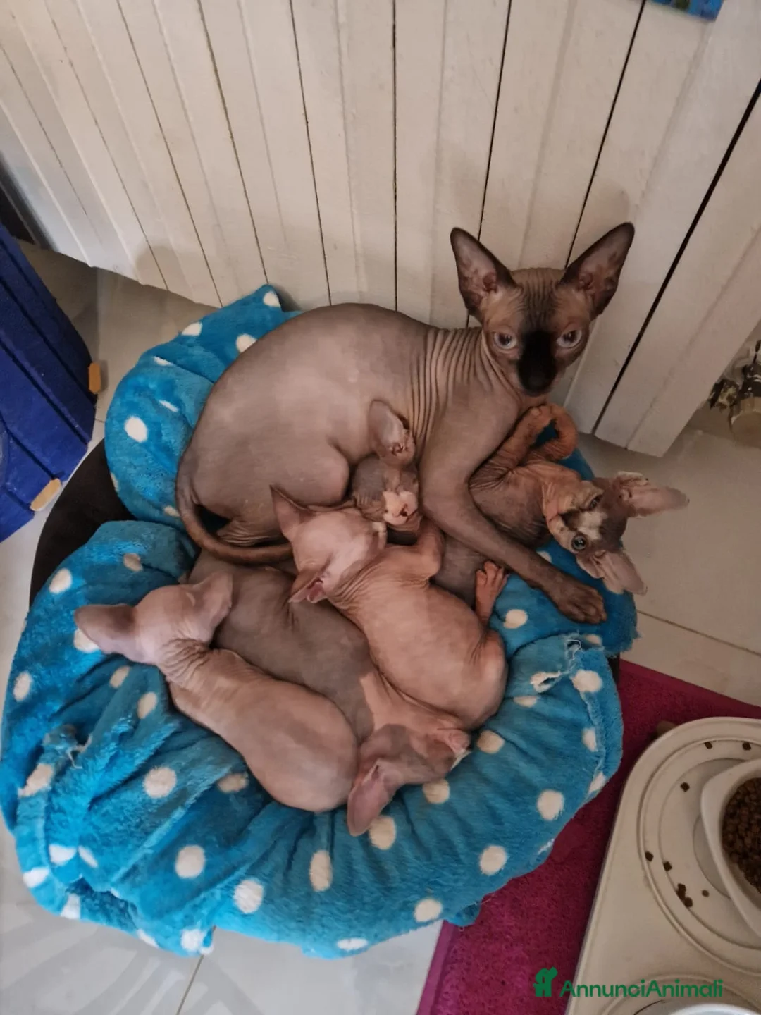 Sphynx gatti in vendita: Cuccioli Pshynx a Provincia di Prato - Annuncio 16