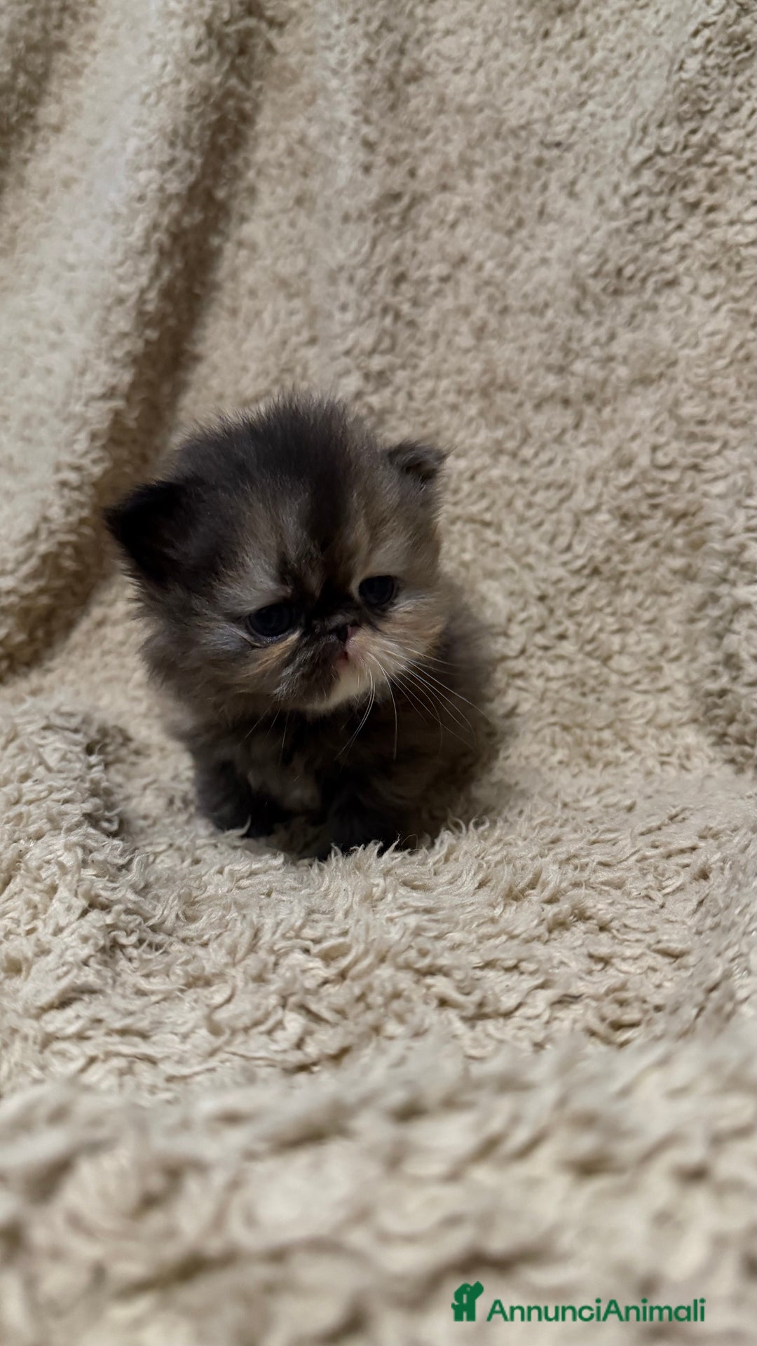 Persiano gatti in vendita: Gattini persiani nati il 17/10 - Annuncio 7