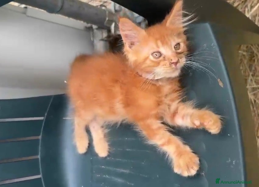 Maine Coon gatti Cucciolo rosso di maine coon dolcissimo  - Annuncio 12