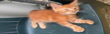 Maine Coon 1