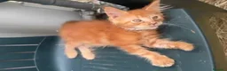 Maine Coon gatti in vendita: Cucciolo rosso di maine coon dolcissimo  - Annuncio 1