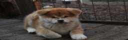 Akita Inu cani in vendita: Akita inu cucciolo - Annuncio 2