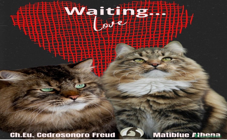 Siberiano gatti Siberiano gattino ipoallergenico - Annuncio 8