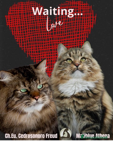 Siberiano gatti - Annuncio 12