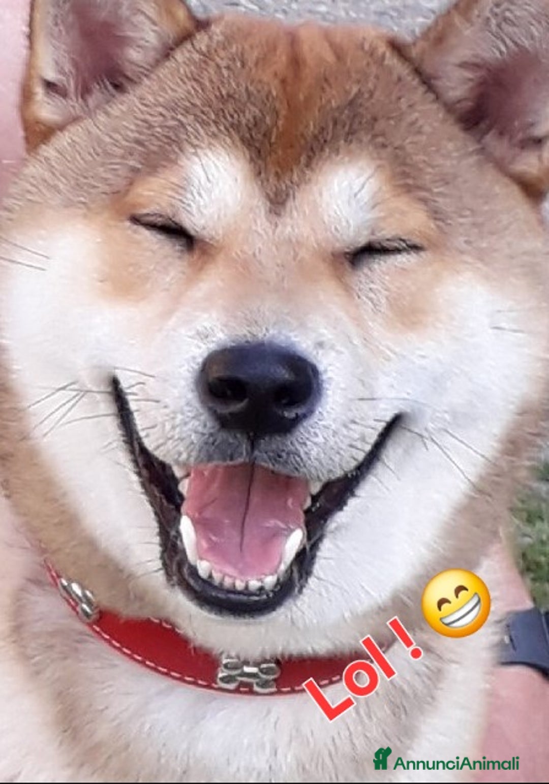 Shiba Inu cani per accoppiamento: YUKI CERCA FIDANZATA  - Annuncio 2