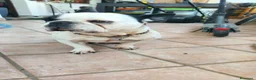 Bulldog Francese cani per accoppiamento: Ettore cerca fidanzata a Città metropolitana di Roma Capitale - Annuncio 3