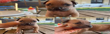 Pitbull 4