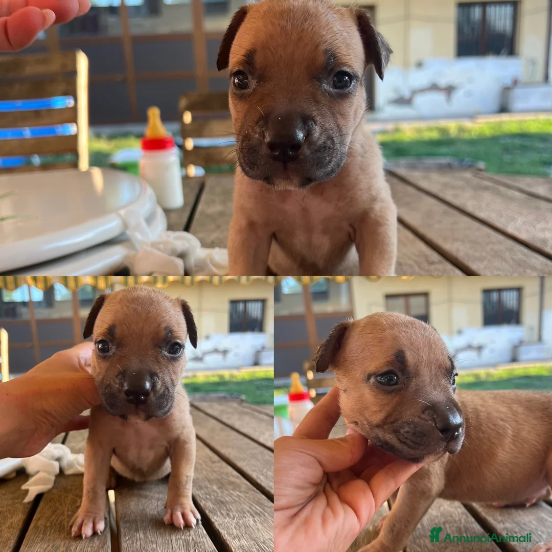 Pitbull cani in vendita: Cuccioli maschi di pitbull con pedigree  - Annuncio 3
