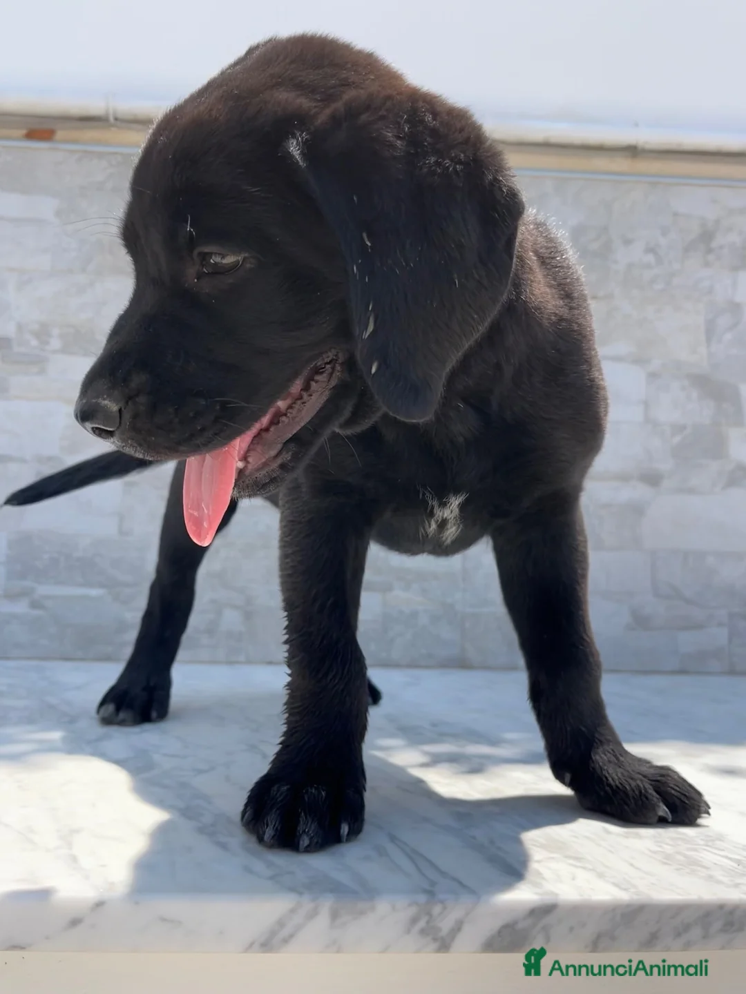 Labrador cani in vendita: Cucciola di Labrador  a Libero consorzio comunale di Agrigento - Annuncio 2