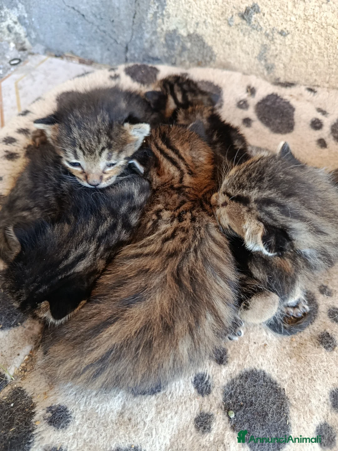 Meticcio gatti in regalo: Gattini in regalo - Annuncio 5