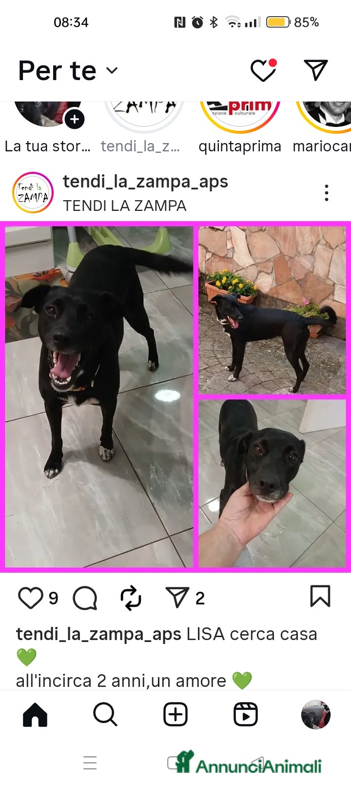 Altre razze cani Lisa, taglia media, due anni, dolcissima  - Annuncio 13