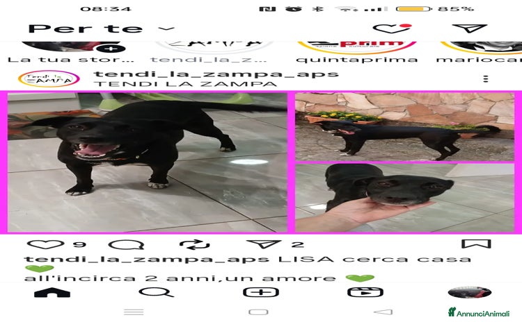 Altre razze cani - Annuncio 1