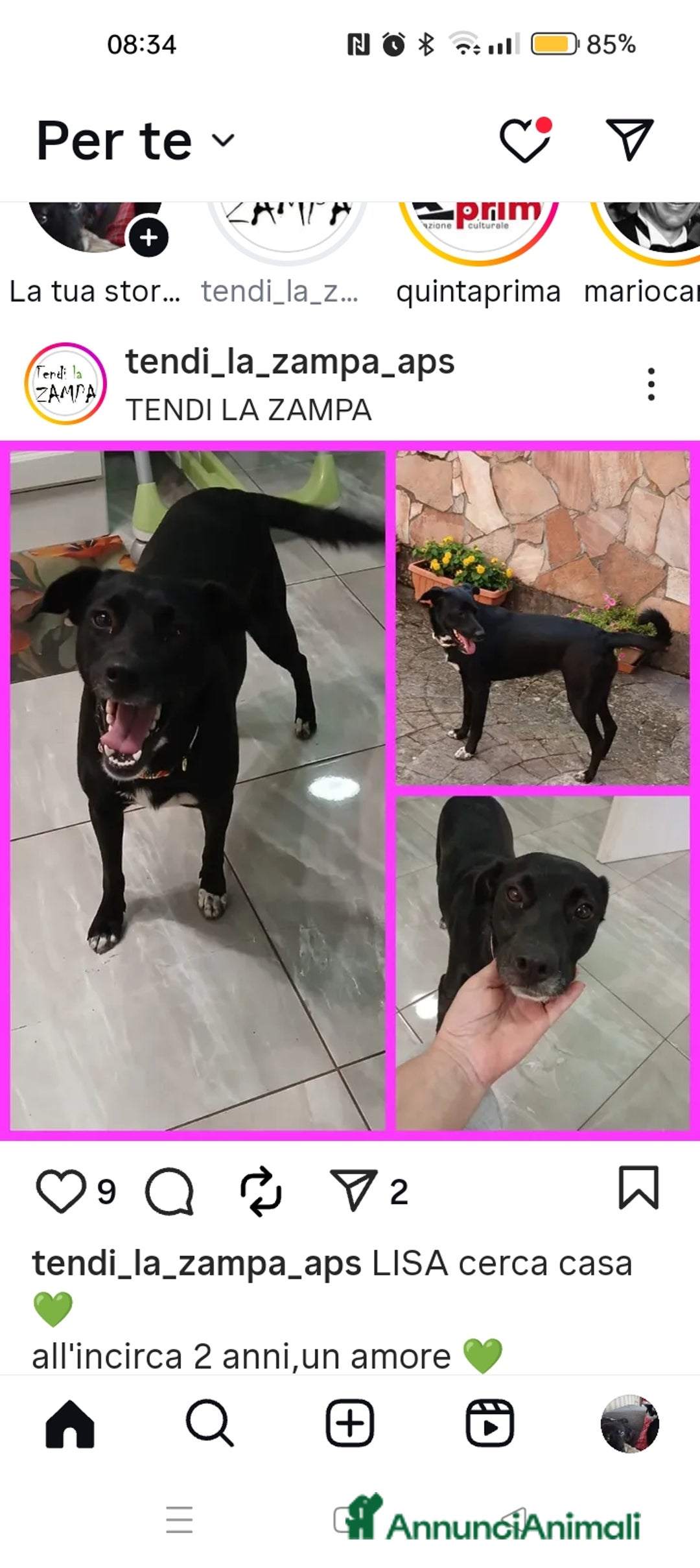 Altre razze cani in regalo: Lisa, taglia media, due anni, dolcissima  - Annuncio 1