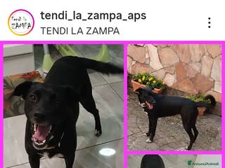 Altre razze cani Lisa, taglia media, due anni, dolcissima - Annuncio 1