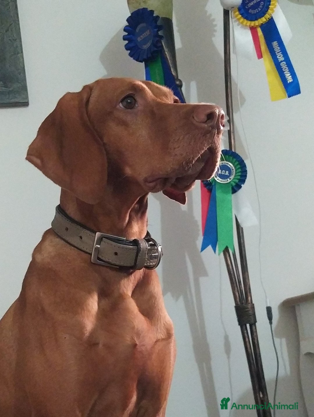 Vizsla cani in vendita: Disponibili ultimi maschietti Vizsla stupendi - Annuncio 5