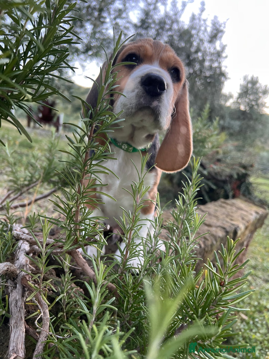 Beagle cani in vendita: Cuccioli di beagle - Annuncio 8
