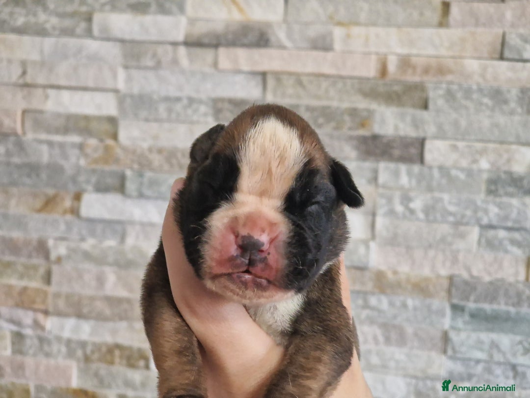 Boxer cani in vendita: Cuccioli Boxer del Principe di Tavi - Annuncio 3
