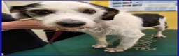 Meticcio cani in regalo: JOHNTRA SIMIL LAGOTTINO 4 ANNI SOGNA UNA FAMIGLIA  - Annuncio 8