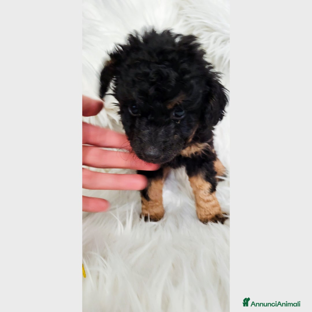 Barboncino cani in vendita: Cuccioli di Barboncino - Annuncio 7