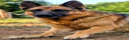 Pastore Tedesco cani in regalo: GRETA IL CANE CON LA C MAIUSCOLA, IN ADOZIONE - Annuncio 1