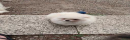 Volpino Pomerania cani in vendita: Volpino di Pomerania  - Annuncio 4
