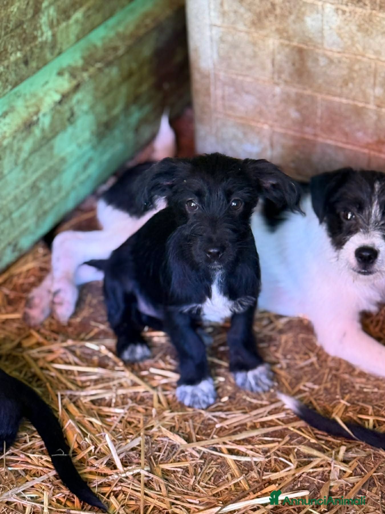 Meticcio cani NERA, cucciola baffuta TG PICCOLA! - Annuncio 27