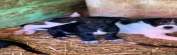 Meticcio cani in regalo: NERA, cucciola baffuta TG PICCOLA! - Annuncio 1