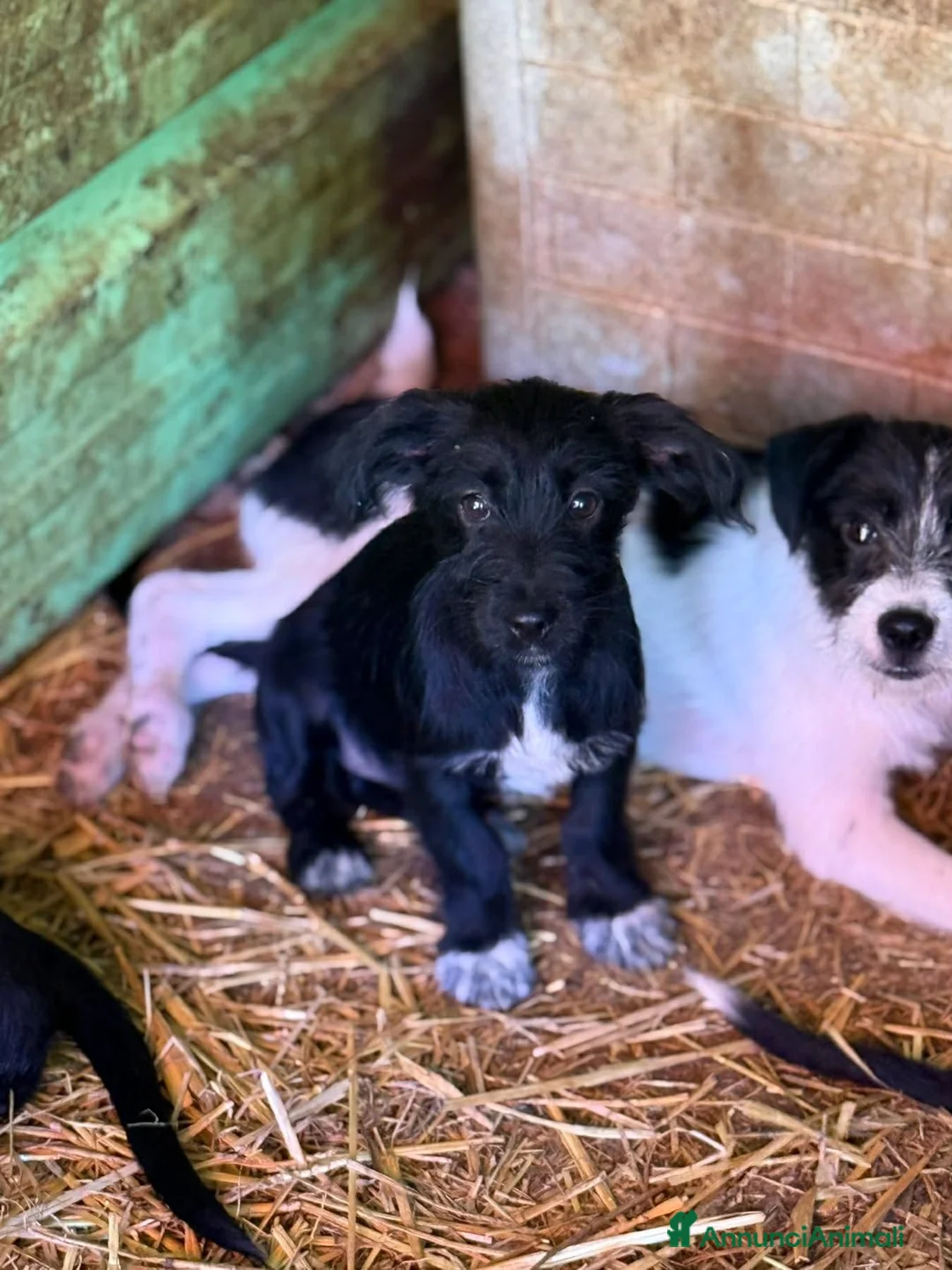 Meticcio cani in regalo: NERA, cucciola baffuta TG PICCOLA! - Annuncio 1