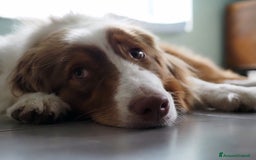 Australian Shepherd cani in vendita: Cuccioli di Pastore Australiano a Città metropolitana di Milano - Immagine 6