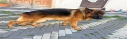 Pastore Tedesco cani per accoppiamento: Accoppiamento Pastore Tedesco - Annuncio 3
